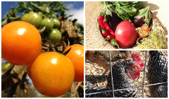Urban Farming Bike Tour
